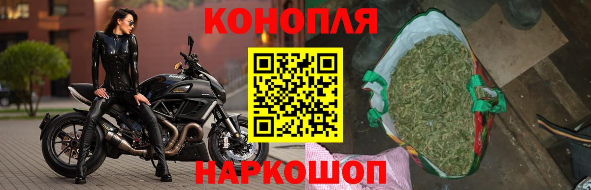 Конопля сатива Рославль